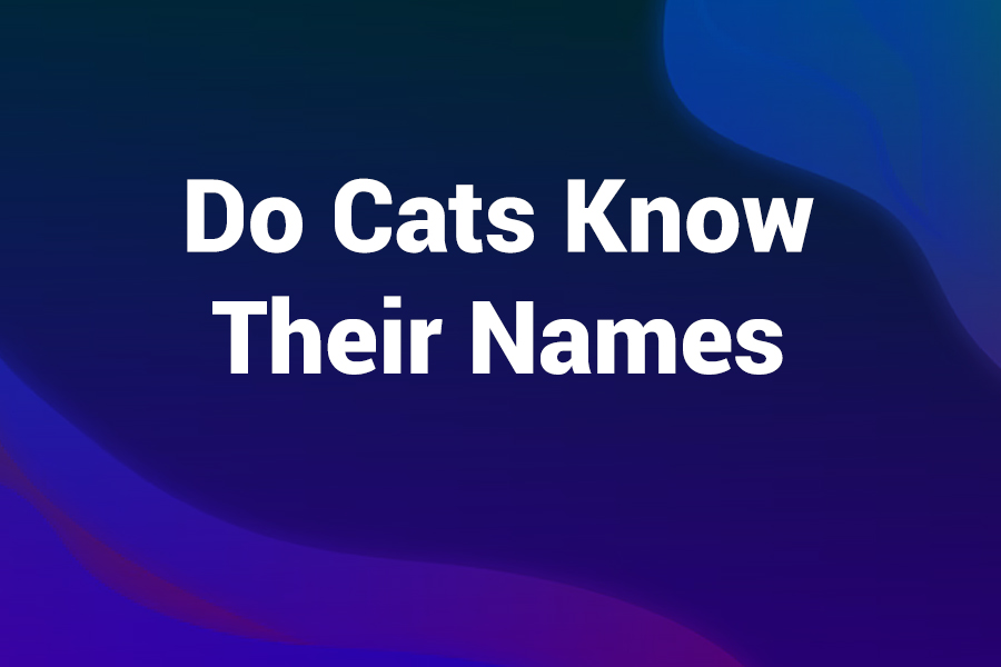do cats know their names
